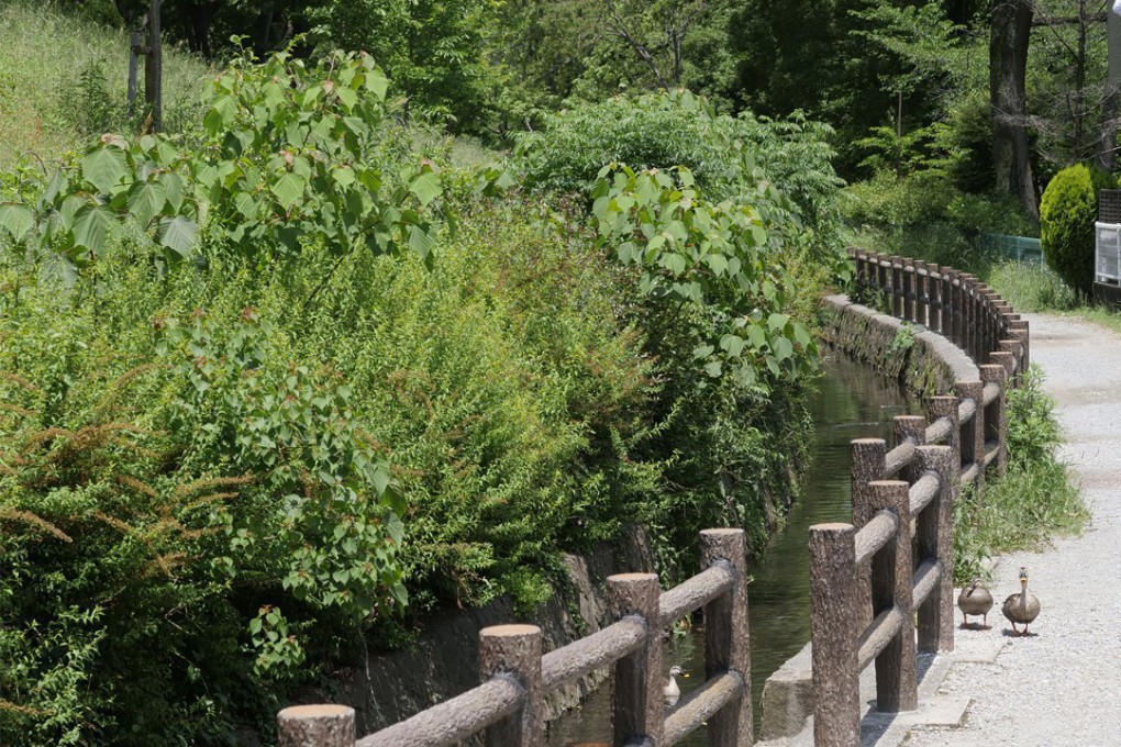 写真、ホタルが見られる西武庫公園を囲む小川