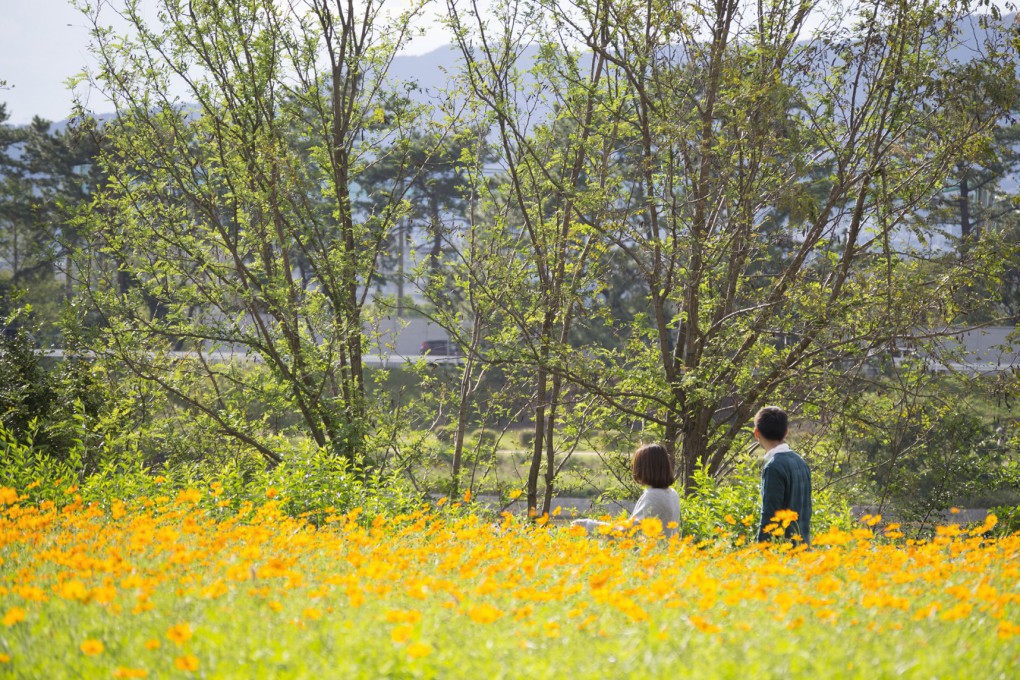写真、コスモス園に咲くキバナコスモス