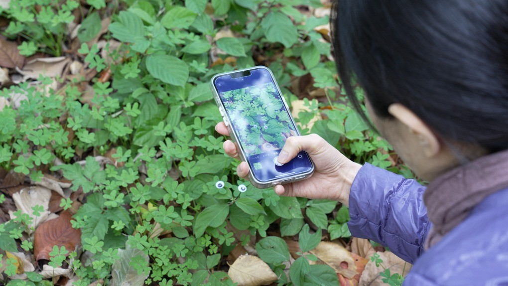 葉っぱの上に目玉を二つ置いてスマートフォンで撮影する参加者