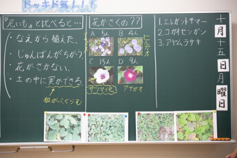 写真、黒板に書かれた尼いもの花を当てるクイズ