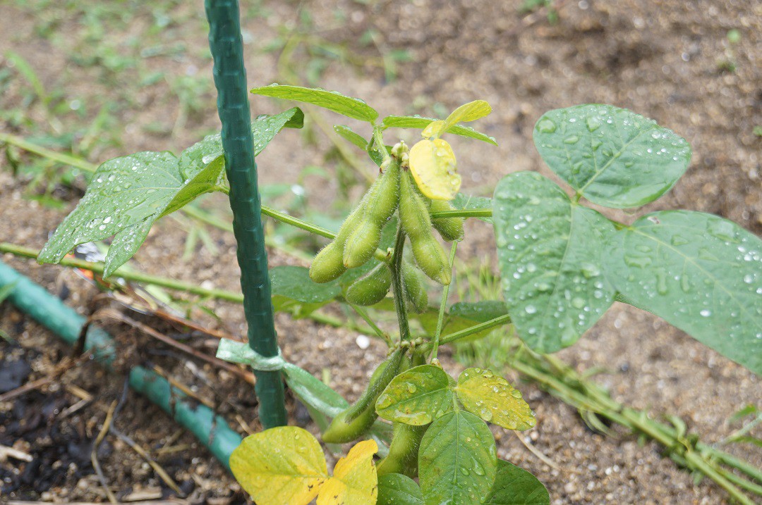 庭で育つ枝豆