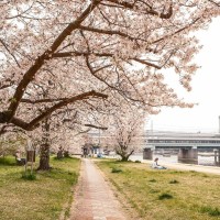 写真、武庫川河川敷から阪神武庫川駅を望む